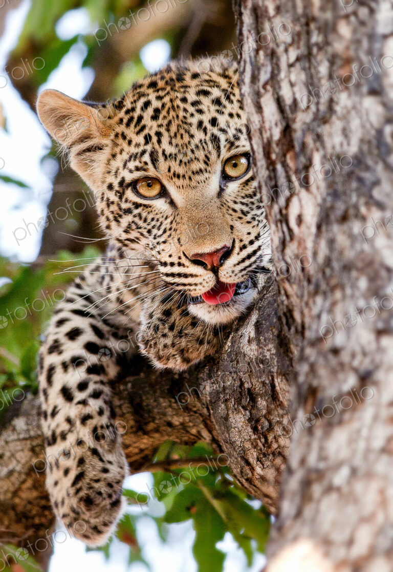 A leopard cub's head, Panthera pardus, lies in a tree, alert, mouth open showing…