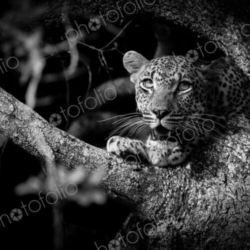 A leopard cub's head and paws, Panthera pardus, sitting in a tree in black and white,… A leopard cub's head and paws, Panthera pardus, sitting in a tree in black and white,…