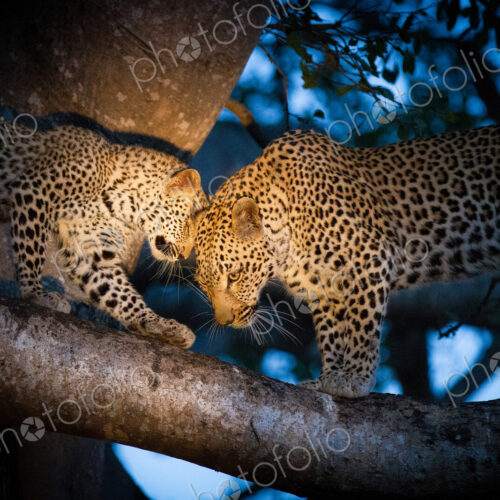 A leopard mother, Panthera pardus, and her cub, stand on the branch of a tree with the… A leopard mother, Panthera pardus, and her cub, stand on the branch of a tree with the…