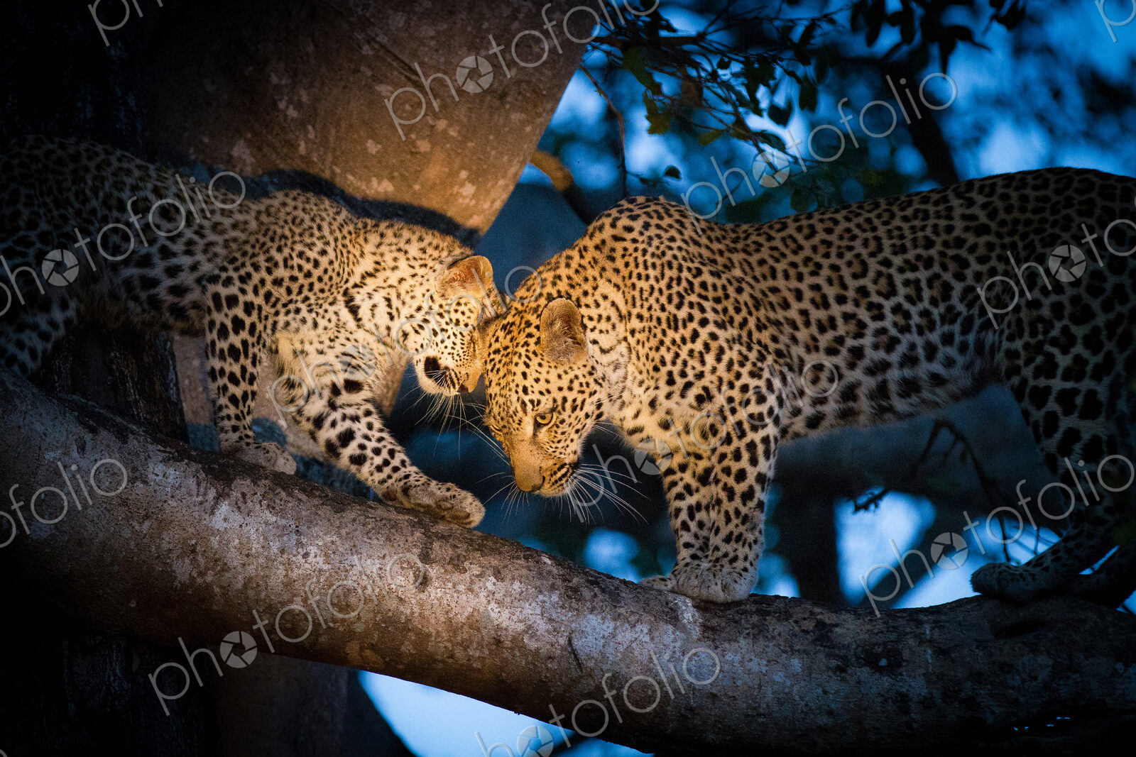 A leopard mother, Panthera pardus, and her cub, stand on the branch of a tree with the…