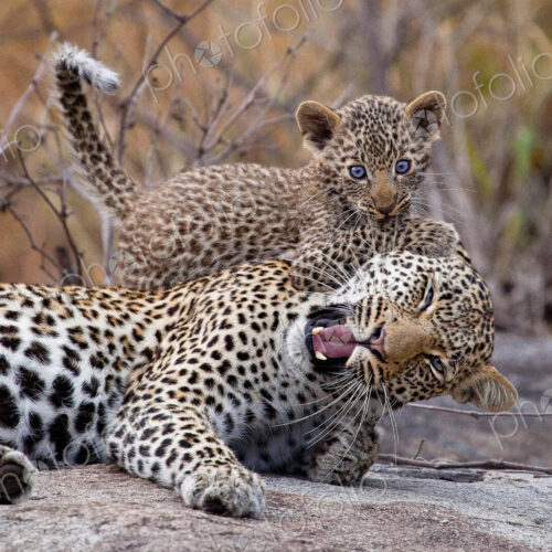 A leopard mother, Panthera pardus, lies down, eyes closing, mouth open as a cub bites… A leopard mother, Panthera pardus, lies down, eyes closing, mouth open as a cub bites…