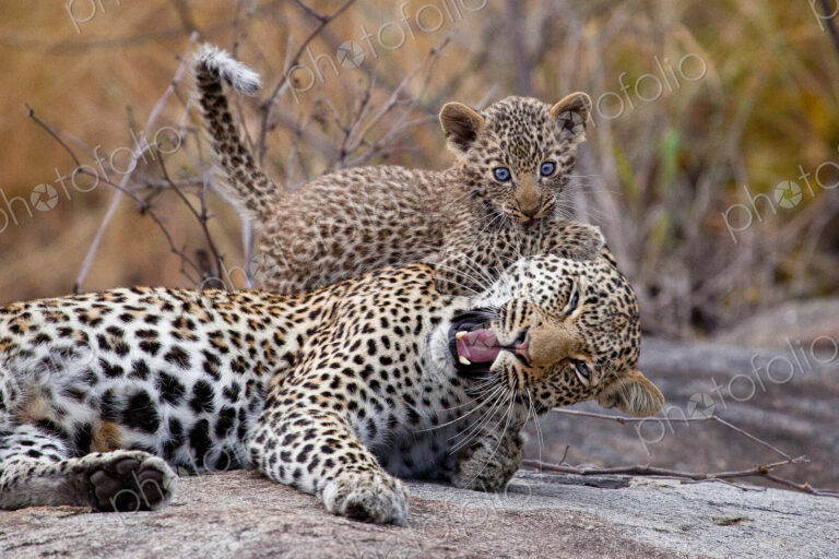 A leopard mother, Panthera pardus, lies down, eyes closing, mouth open as a cub bites…