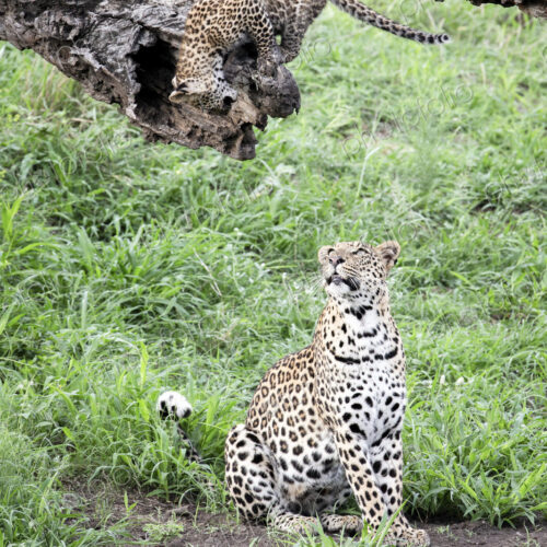 A leopard mother, Panthera pardus, sits on the ground and looks up at her cub who…