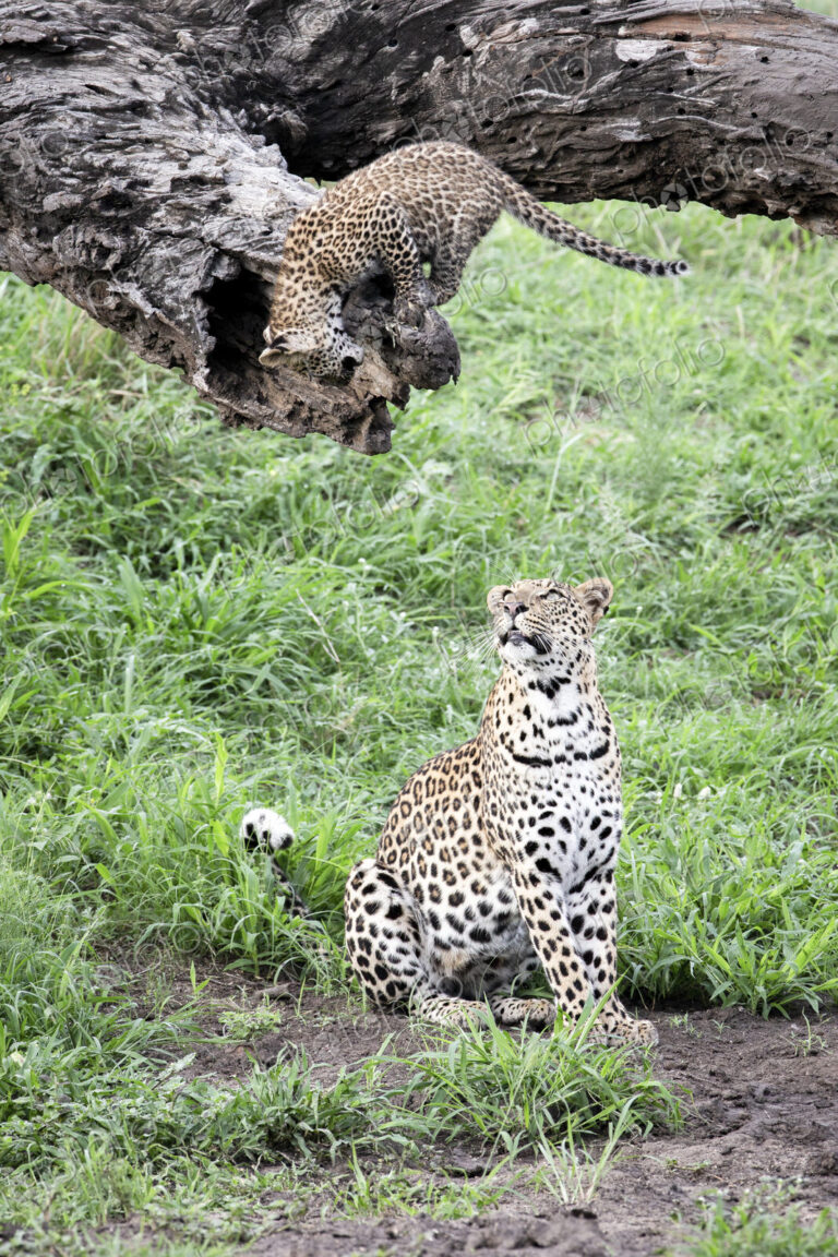 A leopard mother, Panthera pardus, sits on the ground and looks up at her cub who…