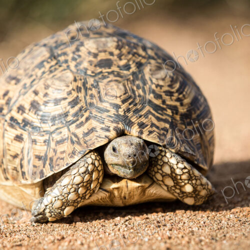 A leopard tortoise, Stigmochelys pardalis, stands on sand, alert, head out of shell. A leopard tortoise, Stigmochelys pardalis, stands on sand, alert, head out of shell.