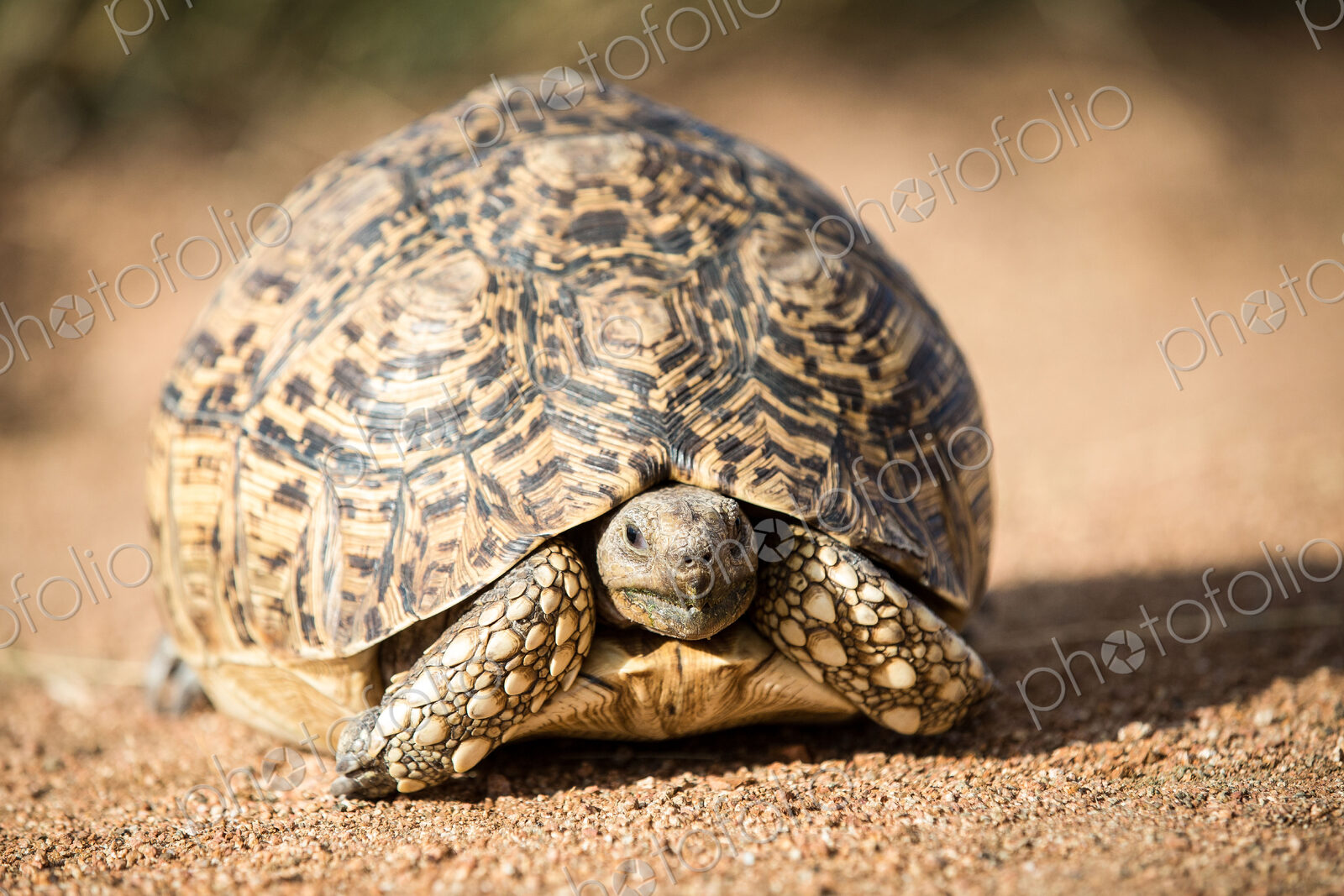 A leopard tortoise, Stigmochelys pardalis, stands on sand, alert, head out of shell.