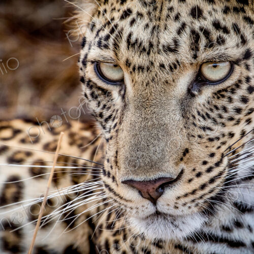 A leopard's face, Panthera pardus, looking away with whiskers and yellow-green eyes. A leopard's face, Panthera pardus, looking away with whiskers and yellow-green eyes.