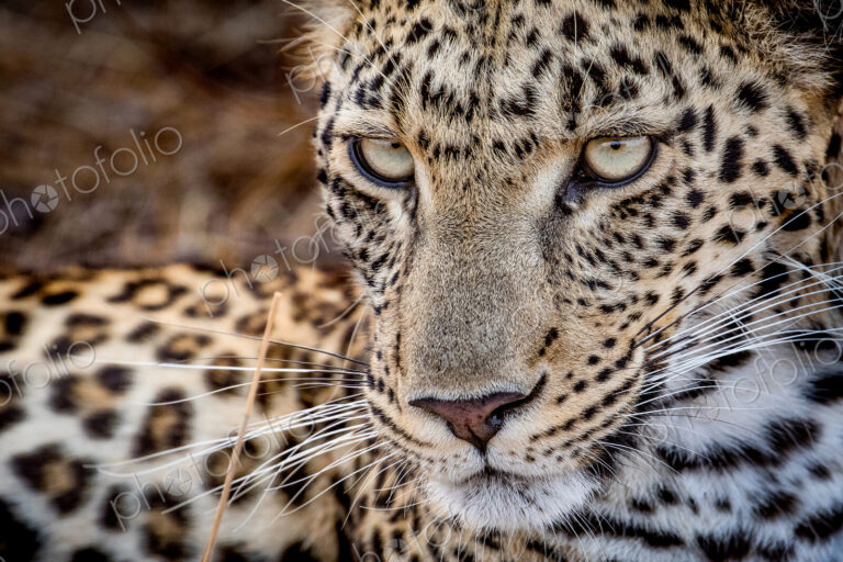 A leopard's face, Panthera pardus, looking away with whiskers and yellow-green eyes.