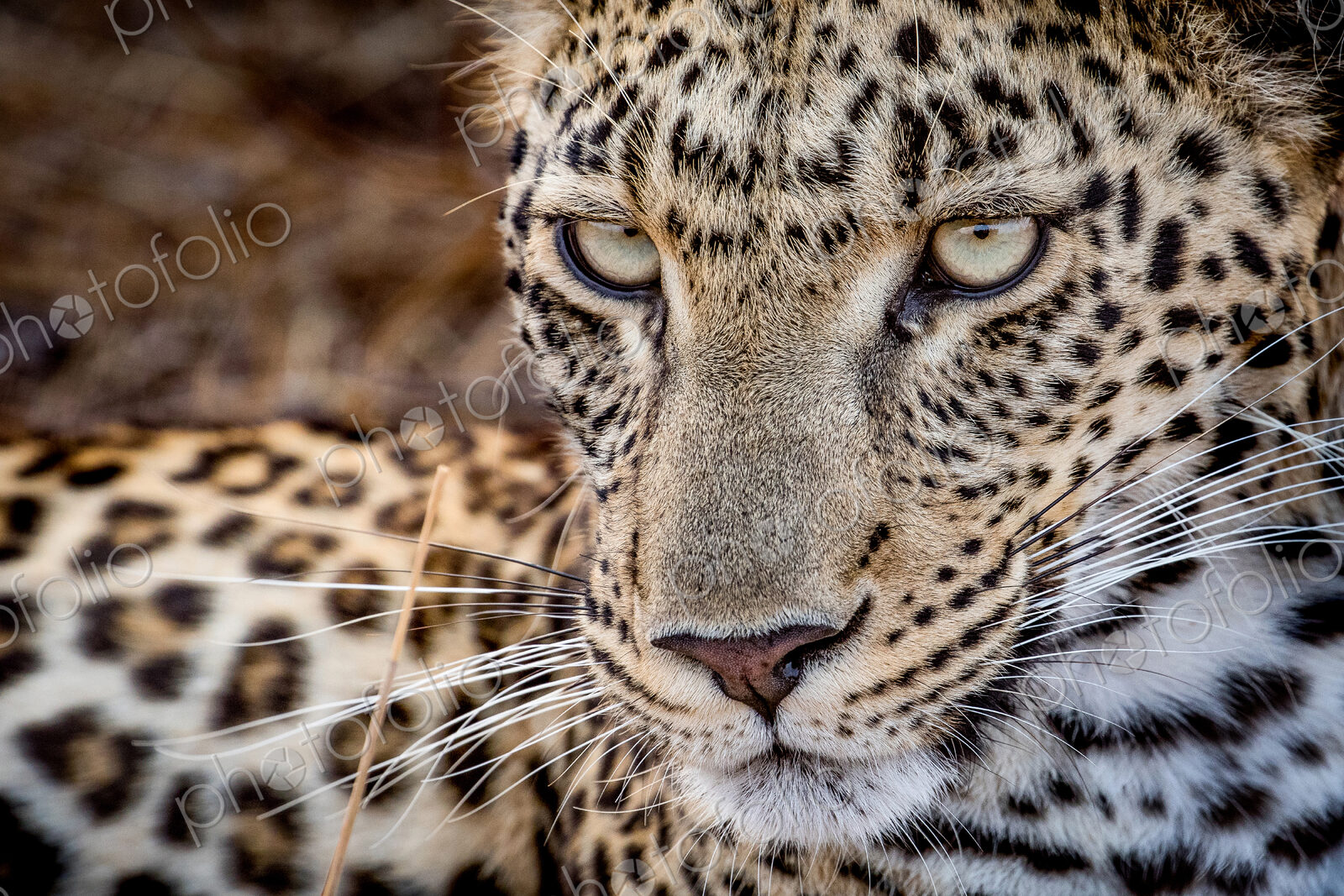 A leopard’s face, Panthera pardus, looking away with whiskers and yellow-green eyes.