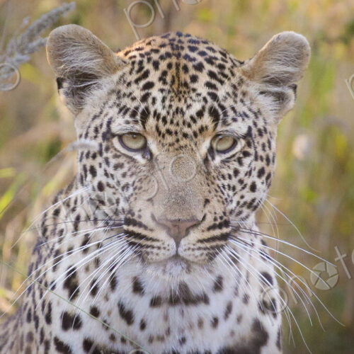 A leopard's head, Panthera pardus, direct gaze, brown and green long grass in the… A leopard's head, Panthera pardus, direct gaze, brown and green long grass in the…