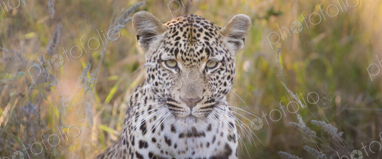 A leopard's head, Panthera pardus, direct gaze, brown and green long grass in the…