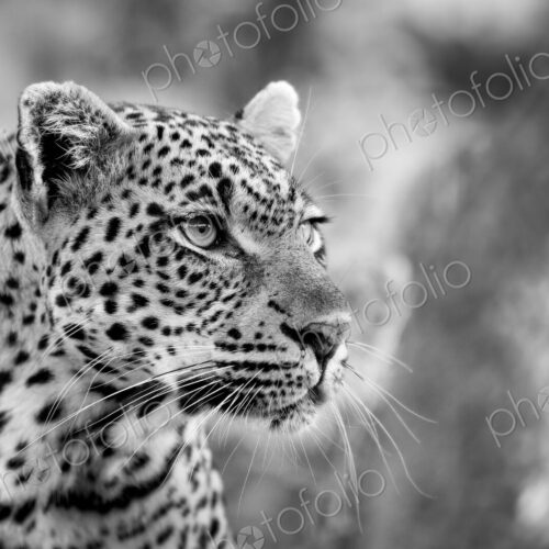 A leopard's head, Panthera pardus, looking away, black and white. A leopard's head, Panthera pardus, looking away, black and white.