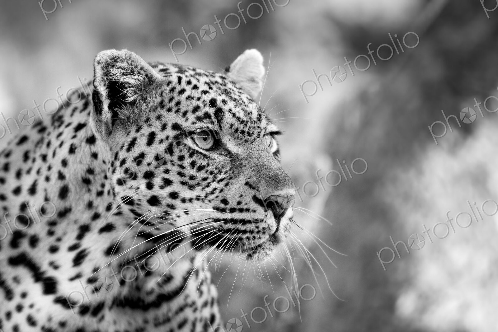 A leopard’s head, Panthera pardus, looking away, black and white.