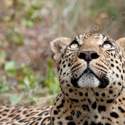 A leopard's head, Panthera pardus, looking up out of frame, yellow eyes, greenery in…
