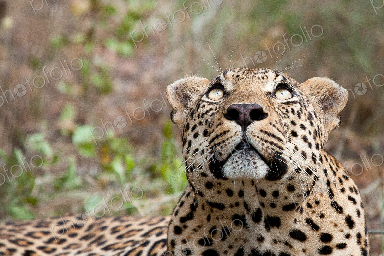 A leopard’s head, Panthera pardus, looking up out of frame, yellow eyes, greenery in…