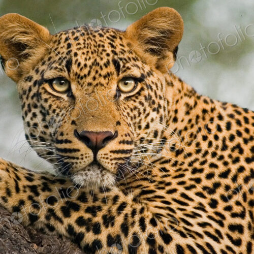 A leopard's head and front leg, Panthera pardus, lying on a tree branch, alert, ears… A leopard's head and front leg, Panthera pardus, lying on a tree branch, alert, ears…