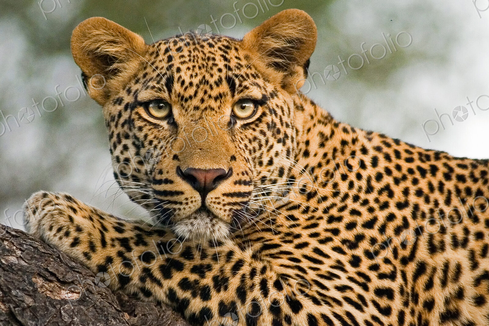 A leopard’s head and front leg, Panthera pardus, lying on a tree branch, alert, ears…