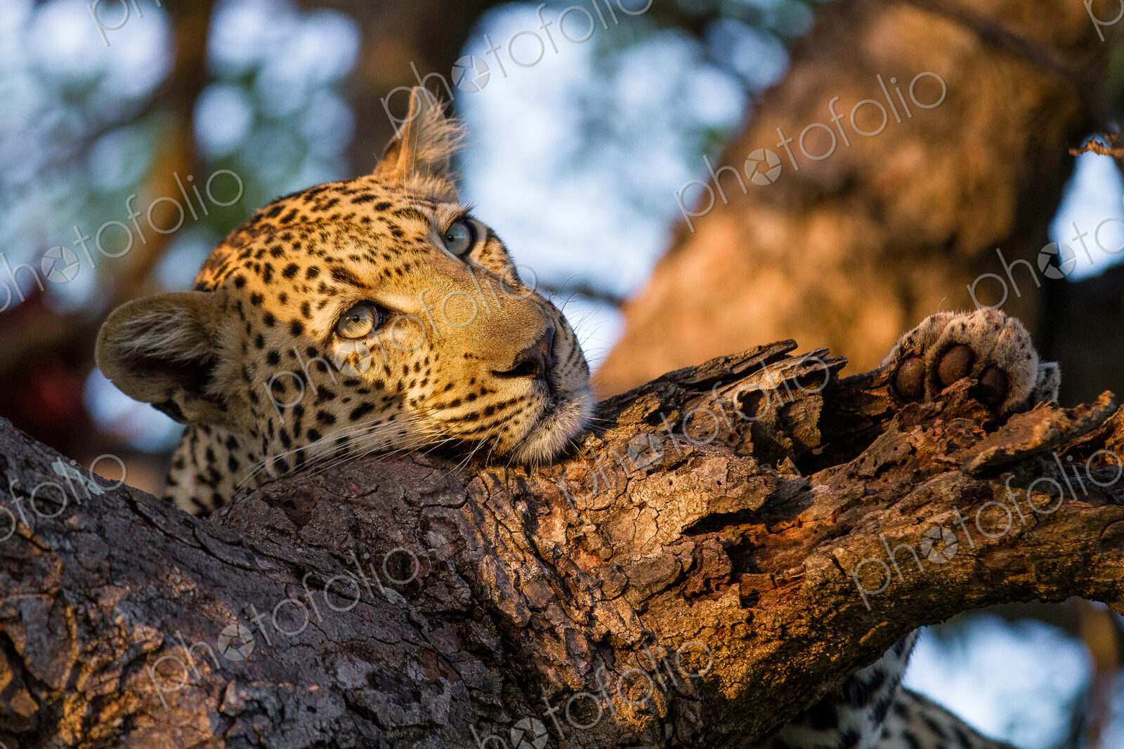 A leopard’s head and front paw, Panthera pardus, resting head on tree branch, soft light