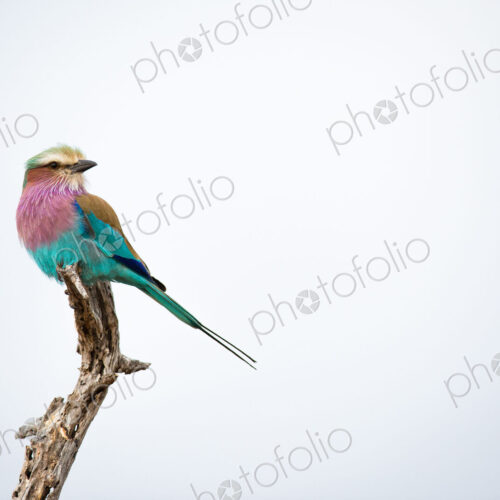 A lilac-breasted roller, Coracias caudatus, perches at the top of a dead branch,… A lilac-breasted roller, Coracias caudatus, perches at the top of a dead branch,…