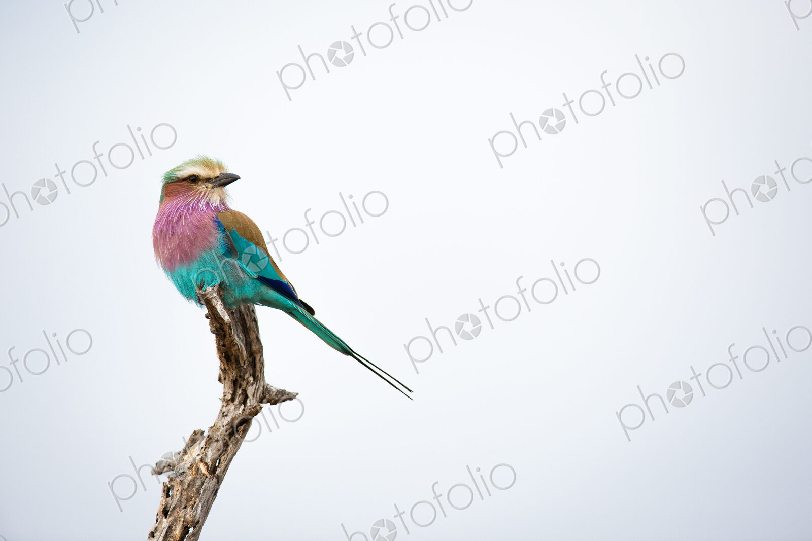 A lilac-breasted roller, Coracias caudatus, perches at the top of a dead branch,…