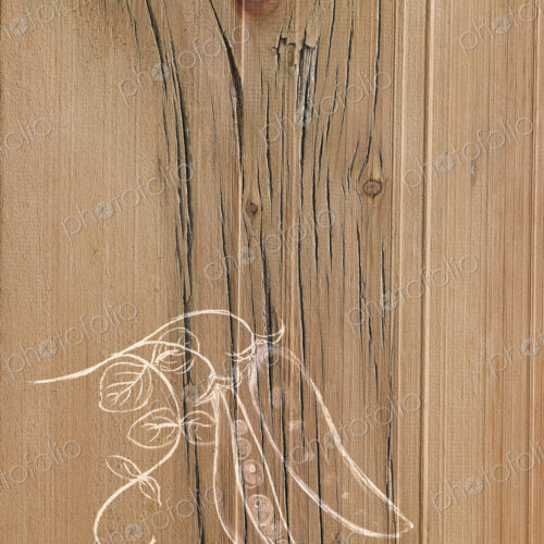 A line drawing image on a natural wood grain background. Fresh peas in a pod on the vine. A line drawing image on a natural wood grain background. Fresh peas in a pod on the vine.
