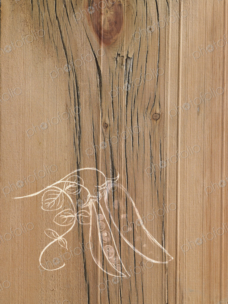 A line drawing image on a natural wood grain background. Fresh peas in a pod on the vine.