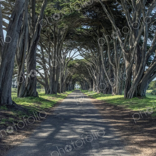 A line of cypress trees creating a tunnel along avenue.