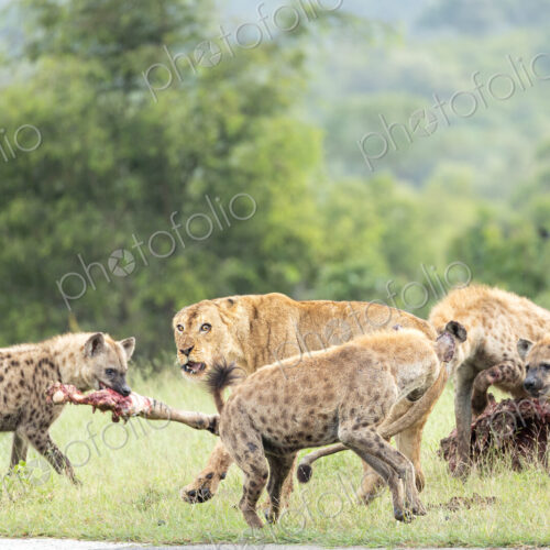 A lion, Panthera leo, and hyena, Hyaenidae, fighting over a zebra carcass. A lion, Panthera leo, and hyena, Hyaenidae, fighting over a zebra carcass.