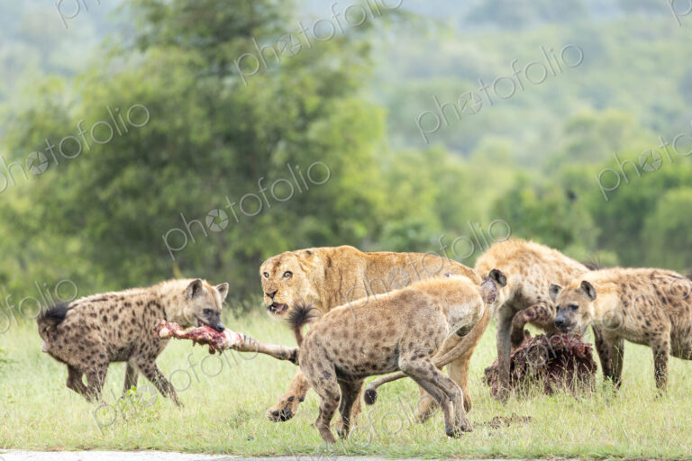 A lion, Panthera leo, and hyena, Hyaenidae, fighting over a zebra carcass.