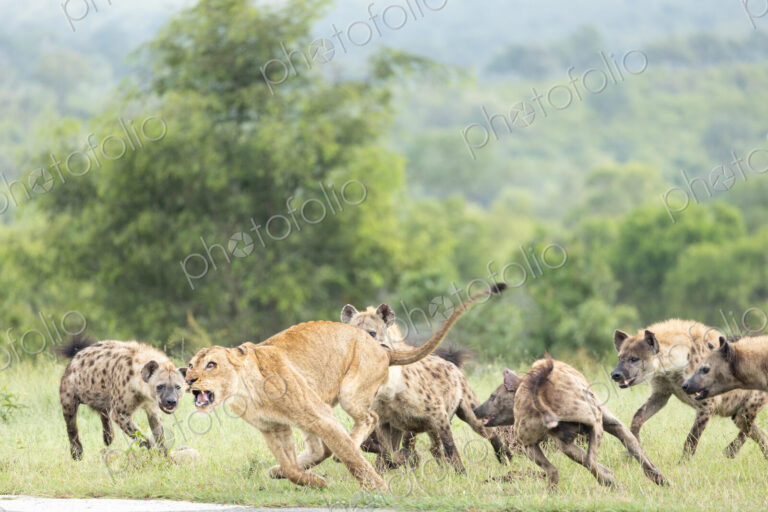 A lion, Panthera leo, and hyena, Hyaenidae, fighting over a zebra carcass.