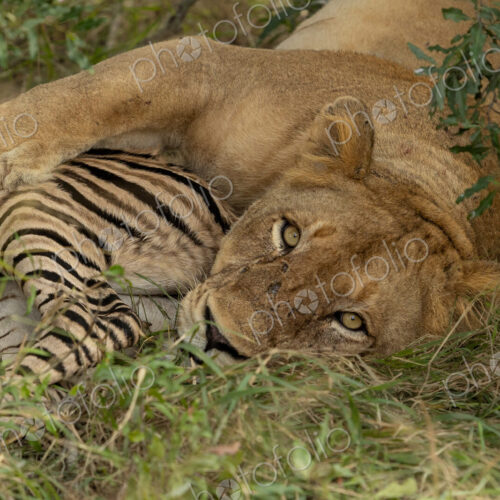 A lion, Panthera leo, feeding on a zebra, Equus quagga, kill. A lion, Panthera leo, feeding on a zebra, Equus quagga, kill.