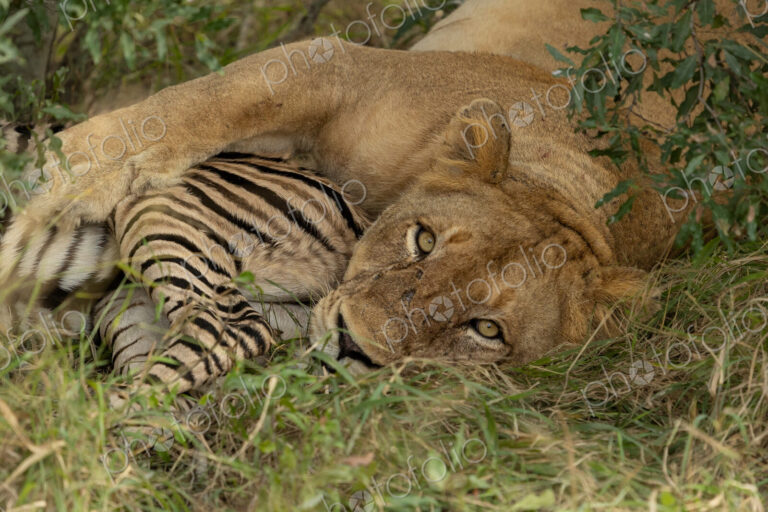 A lion, Panthera leo, feeding on a zebra, Equus quagga, kill.