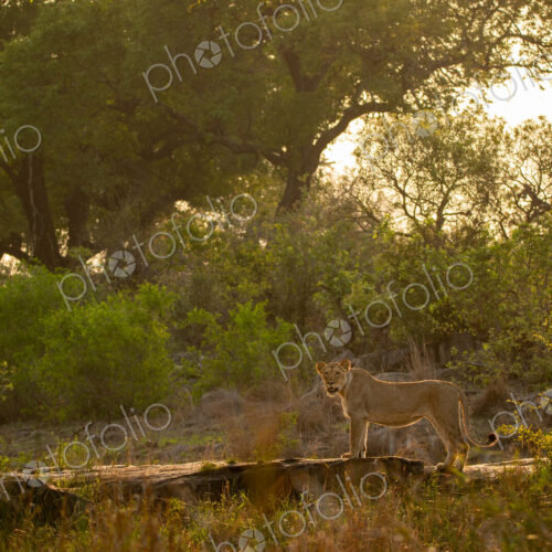 A lion, Panthera leo, standing on a boulder, golden light, wide angle. A lion, Panthera leo, standing on a boulder, golden light, wide angle.