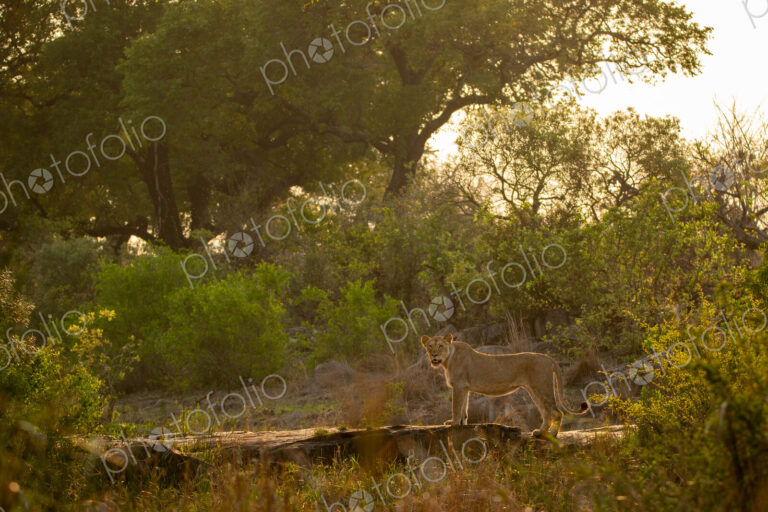 A lion, Panthera leo, standing on a boulder, golden light, wide angle.