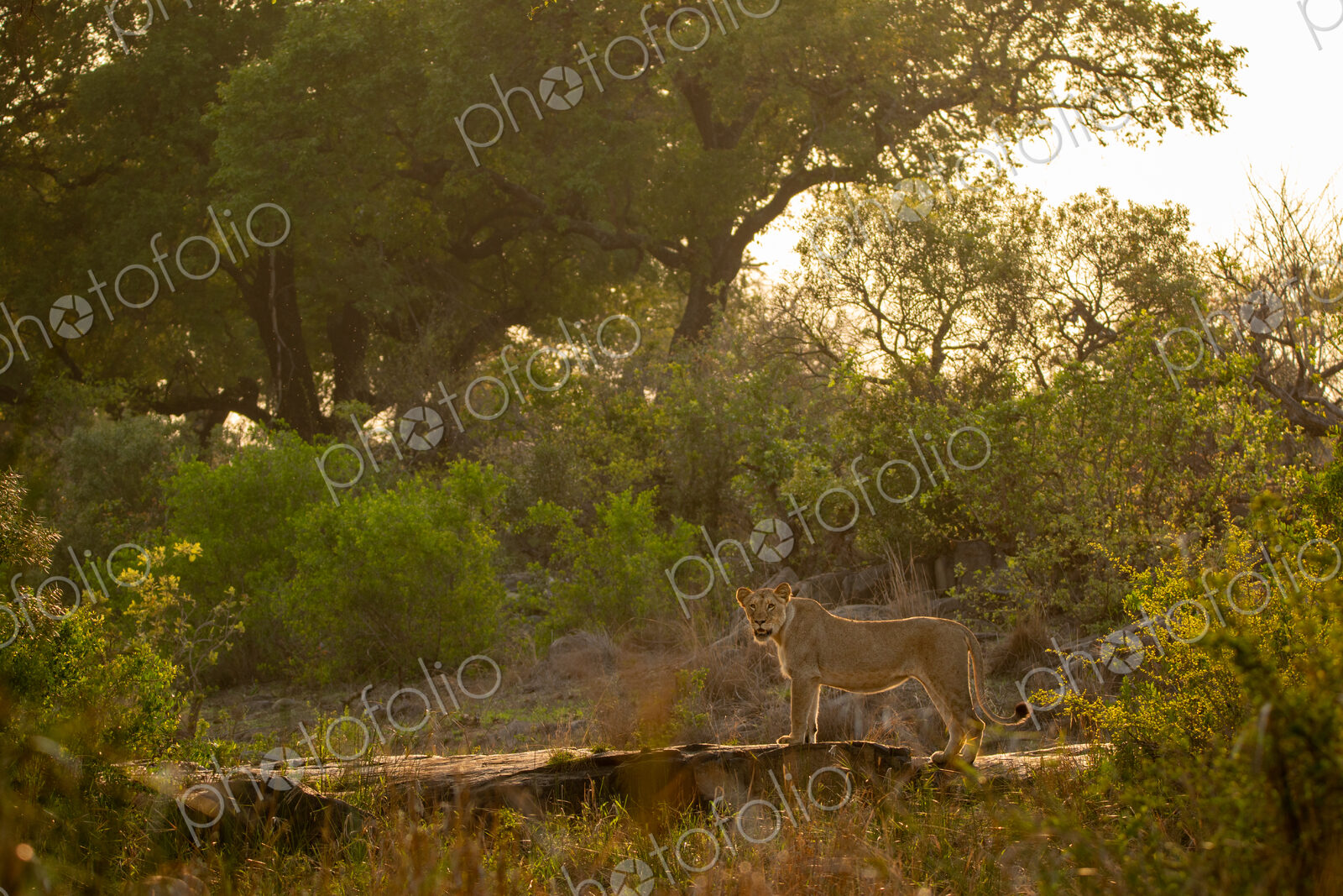 A lion, Panthera leo, standing on a boulder, golden light, wide angle.