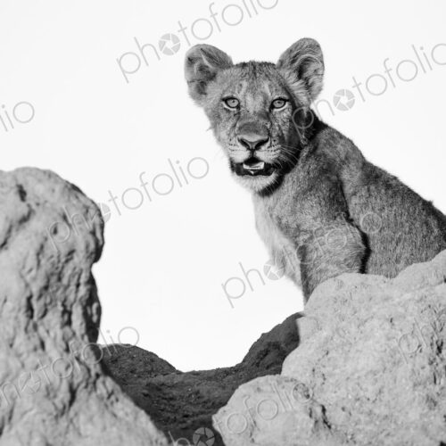 A lion cub, Panther leo, sits on a termite mound, direct gaze, mouth open, in black… A lion cub, Panther leo, sits on a termite mound, direct gaze, mouth open, in black…