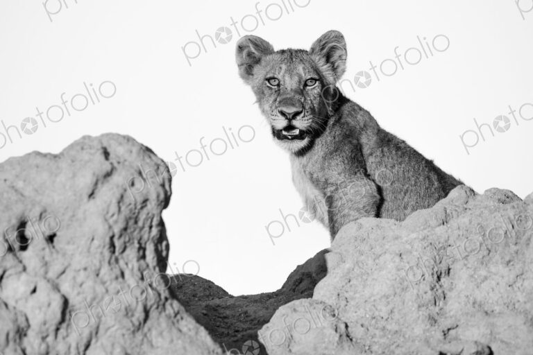 A lion cub, Panther leo, sits on a termite mound, direct gaze, mouth open, in black…