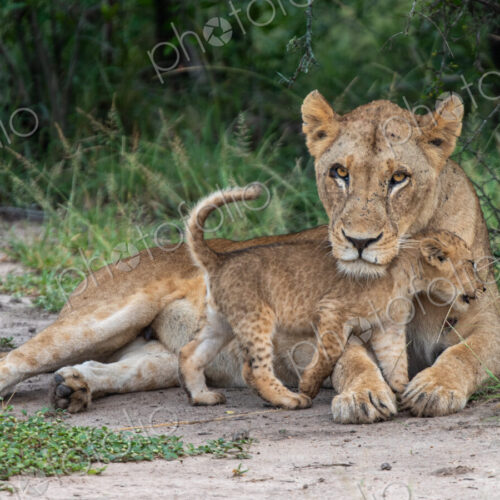 A lion cub, Panthera Leo, rubbing up against its mother. A lion cub, Panthera Leo, rubbing up against its mother.