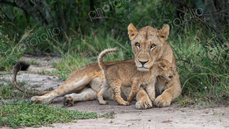 A lion cub, Panthera Leo, rubbing up against its mother.