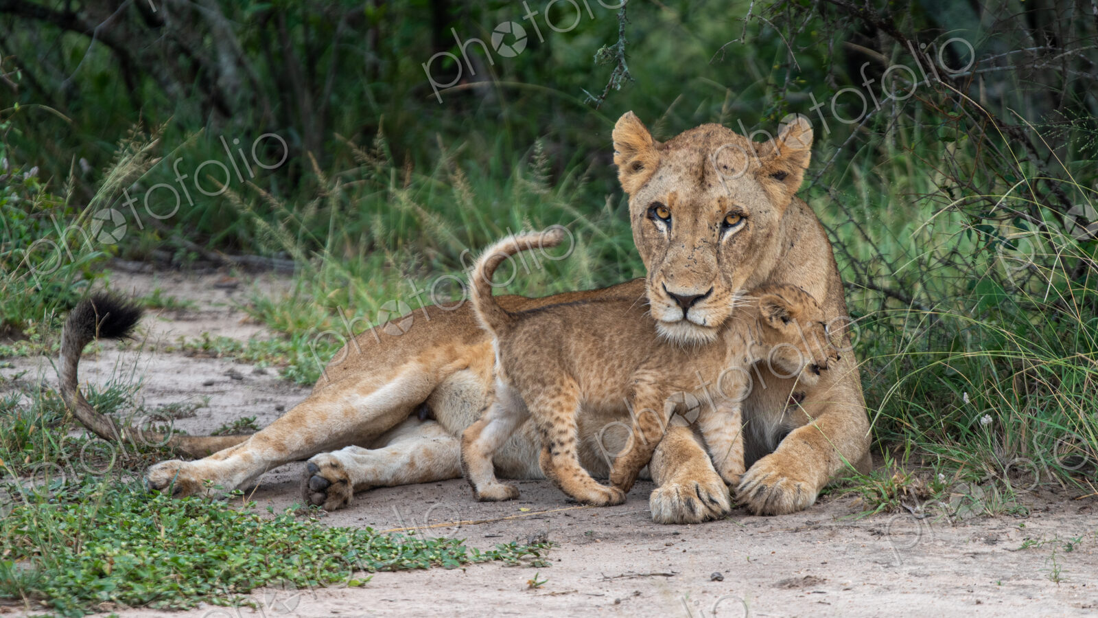 A lion cub, Panthera Leo, rubbing up against its mother.