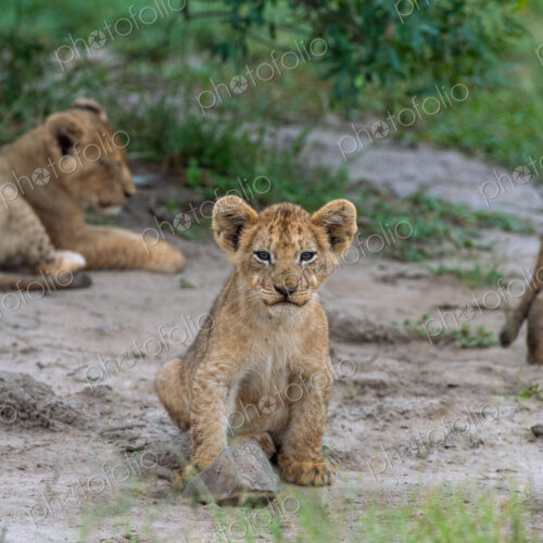 A lion cub, Panthera Leo, sitting, direct gaze. A lion cub, Panthera Leo, sitting, direct gaze.