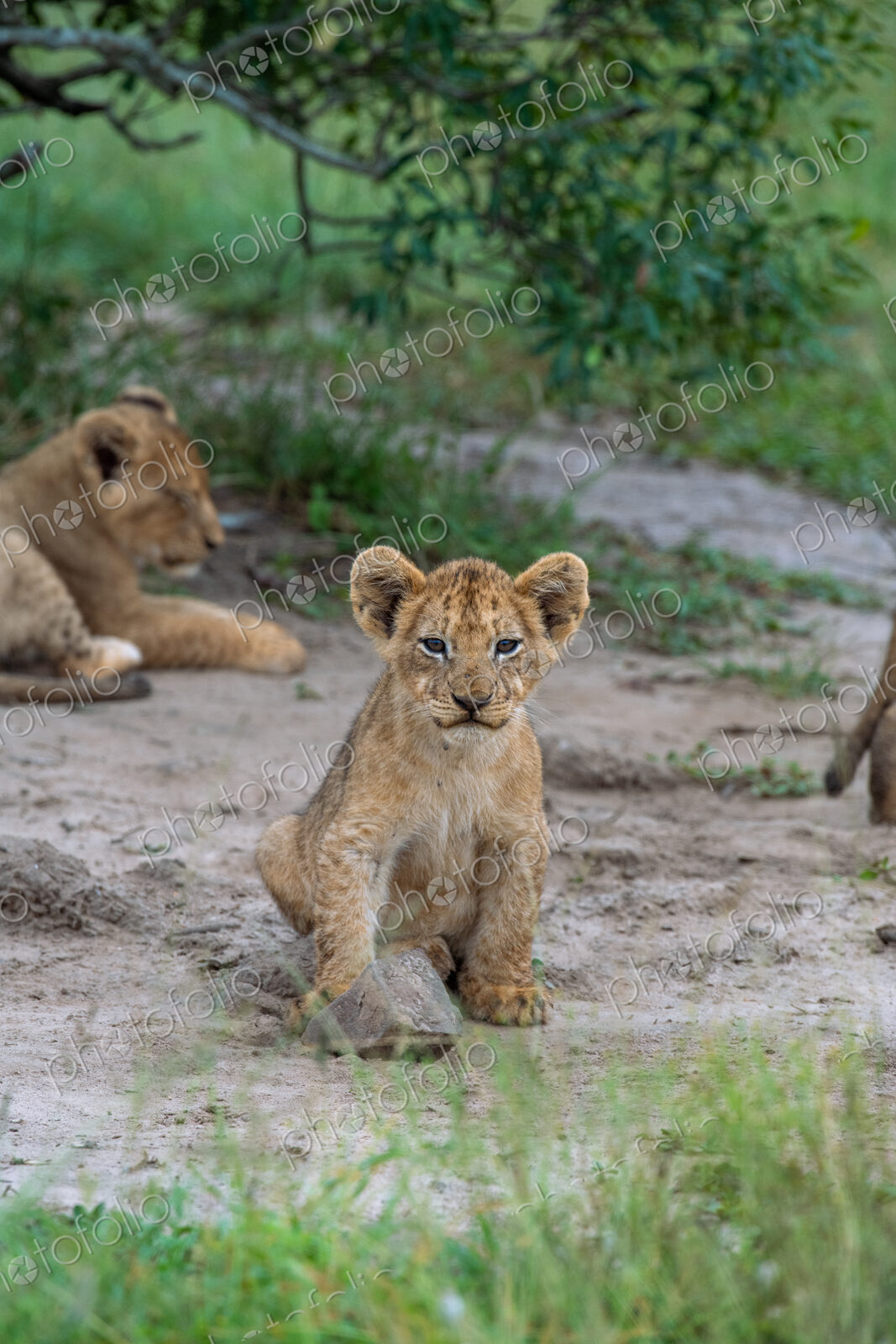A lion cub, Panthera Leo, sitting, direct gaze.