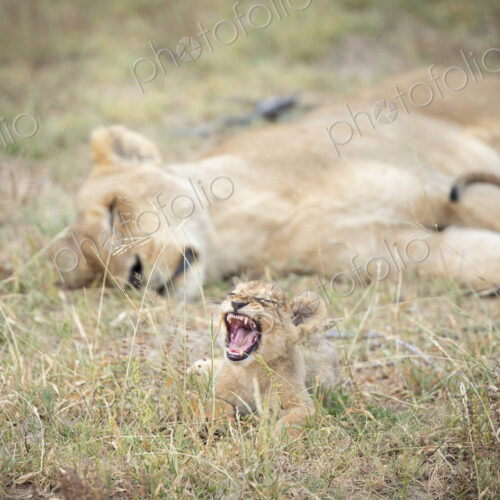 A lion cub, Panthera Leo, yawning, with its mother lying down in the background. A lion cub, Panthera Leo, yawning, with its mother lying down in the background.