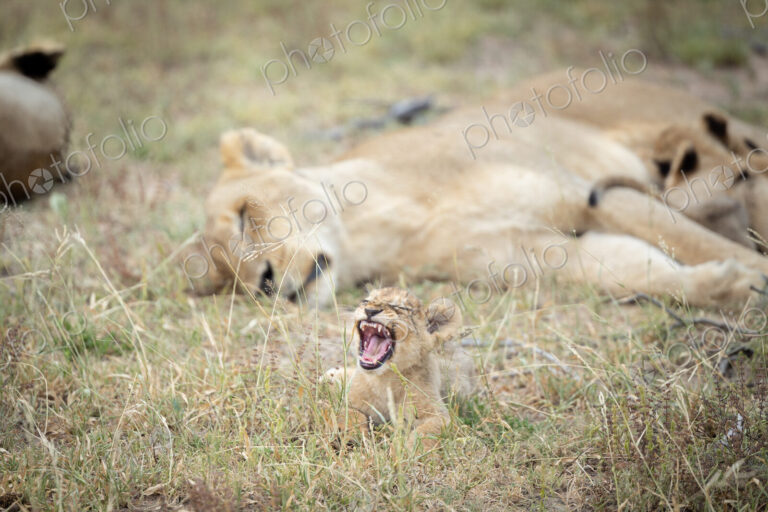 A lion cub, Panthera Leo, yawning, with its mother lying down in the background.