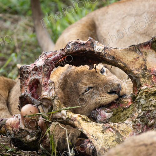 A lion cub, Panthera leo, feeding on a large carcass stripped of its flesh. A lion cub, Panthera leo, feeding on a large carcass stripped of its flesh.