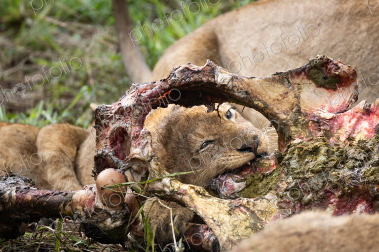 A lion cub, Panthera leo, feeding on a large carcass stripped of its flesh.