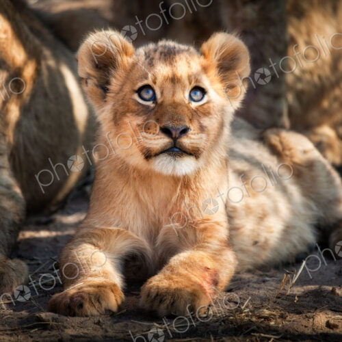 A lion cub, Panthera leo, lies on the ground and looks up out of frame, yellow blue…