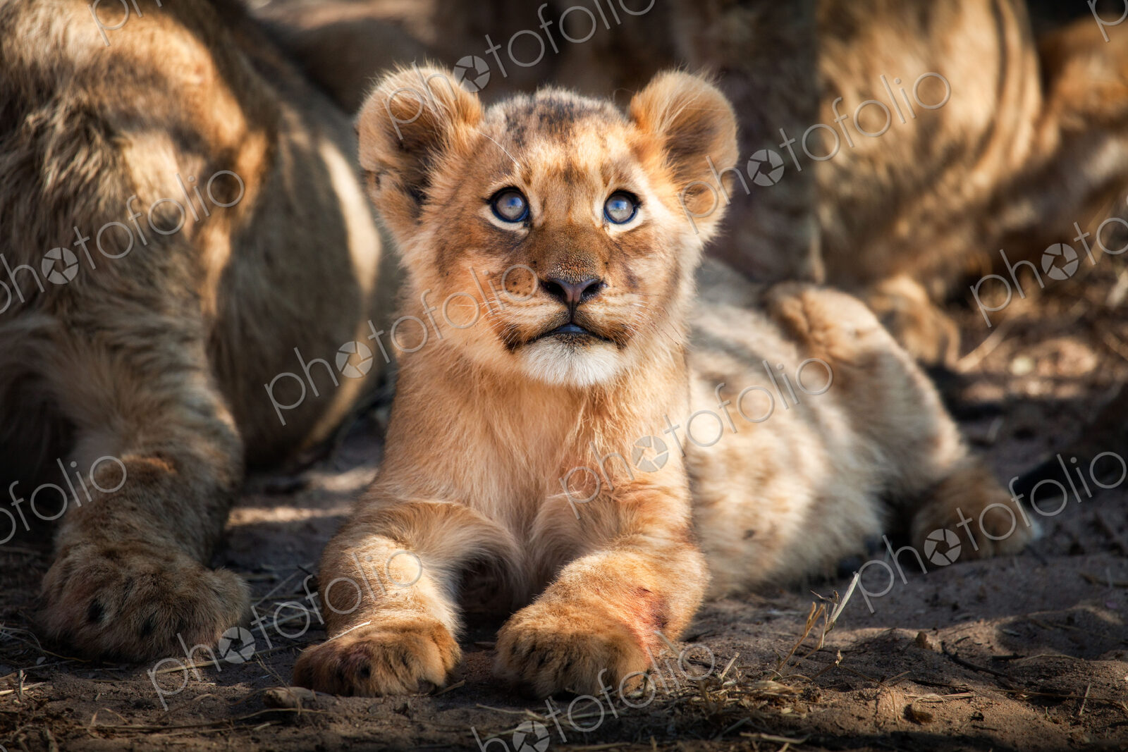 A lion cub, Panthera leo, lies on the ground and looks up out of frame, yellow blue…