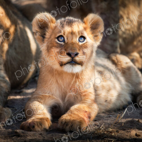 A lion cub, Panthera leo, lies on the ground and looks up out of frame, yellow blue… A lion cub, Panthera leo, lies on the ground and looks up out of frame, yellow blue…