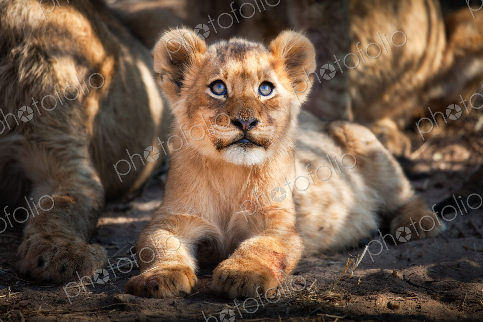 A lion cub, Panthera leo, lies on the ground and looks up out of frame, yellow blue…
